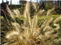 Pennisetum, Prosenjak